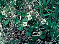 Viola renifolia 1215055.jpg