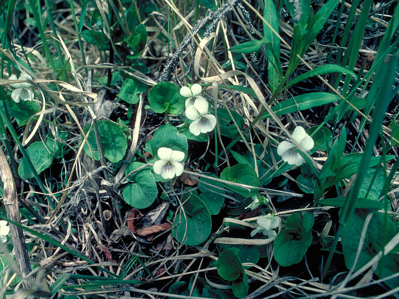 File:Viola renifolia 1215055.jpg