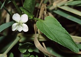 Griovinė našlaitė (Viola persicifolia)