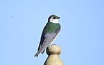 Thumbnail for File:Violet-green Swallow DSC5804.jpg