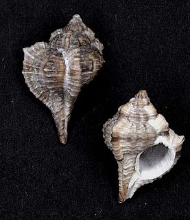 <i>Vokesimurex recurvirostrum</i> Species of gastropod