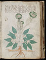 Voynich Manuscript (65).jpg