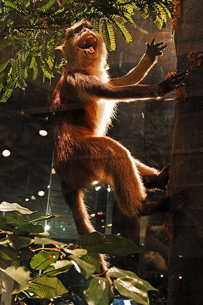 File:WLA hmns Crowned Guenon Cercopithecus pogonias.jpg