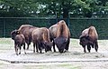 Waldbison, Bison bison athabascae