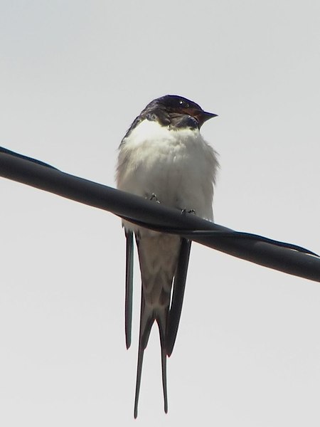 File:Watching Hirundo rustica.jpg