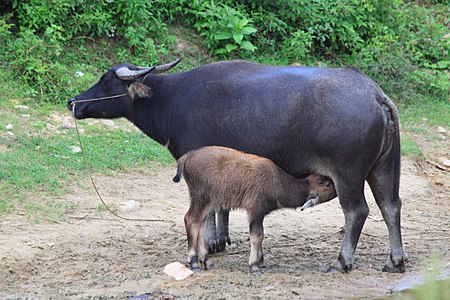 Tập_tin:Water_buffaloes_in_Wuyishan_Wufu_2012.08.24_15-46-30.jpg