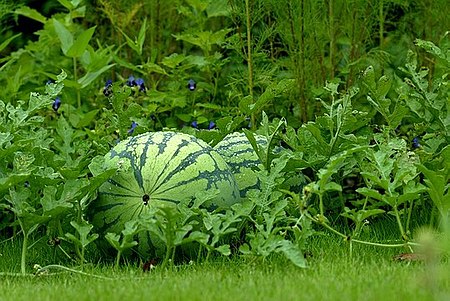 450px-Watermelon-garden.jpg