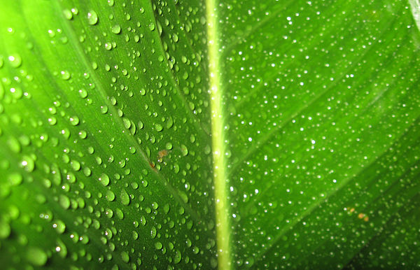 Wetting of a leaf.