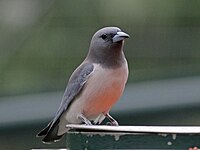 Woodswallow, White-breasted Artamus leucorynchus