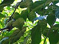 Fig 1. The bird(s) wound sticky threads around a Bougainvillea stem. These threads appeared——to be spider web.