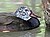 Белокрылая деревянная утка (Кайрина scutulata) RWD5.jpg 