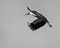 Image 440White stork (Ciconia ciconia) in flight, Ponte de Sor, Portugal