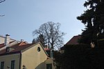 Winter linden (Tilia cordata)