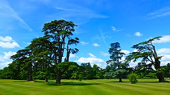 Wilton House grounds trees.jpg