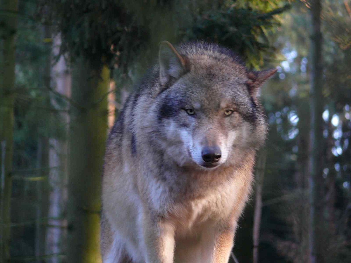 loup blanc aux yeux jaunes