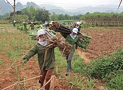 Сахарный тростник сбор. Куба сахарный тростник плантации. Вьетнам тростник сахарный тростник. Плантации сахарного тростника в Бразилии. Плантация сахарного тростника в Индии.