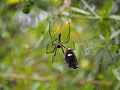 A female giant golden orb weaver in its web at Parambikulam, Kerala with a butterfly catch.