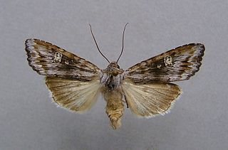 <i>Lithomoia solidaginis</i> Species of moth