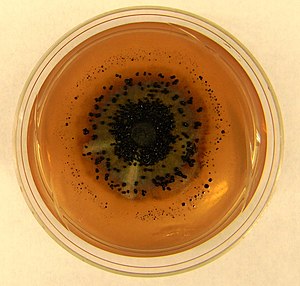 Xylona heveae colony on potato dextrose agar