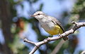 Yellow-bellied eremomela, Eremomela icteropygialis, at Mapungubwe National Park, Limpopo, South Africa (17696917190).jpg