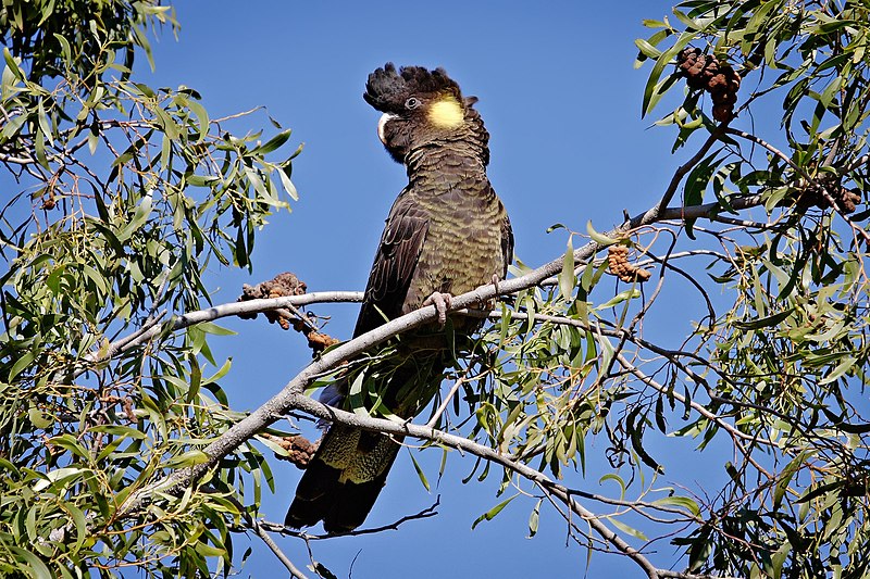 File:Yellow-tailed black cockatoo.jpg