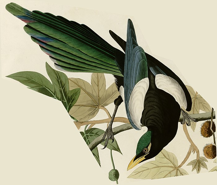 File:Yellow billed Magpie.jpg