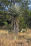 Yucca treculiana fh 1182.28 TX B.jpg