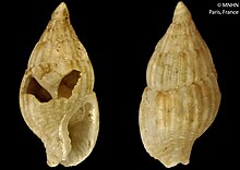 Zafrona pleuriferoides (MNHN-IM-2000-33629).jpeg
