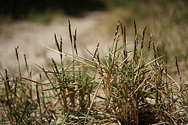 Zoysia macrantha