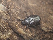 オオチャイロハナムグリ - Wikipedia