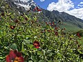 "Flowers Blossom At valley of flowers Chamoli, India" 31.jpg