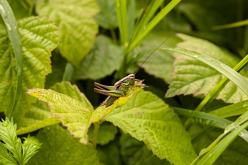 File:Ääris-Niiduritsikas - Roesel's Bush-Cricket - Metrioptera Roeselii (3).jpg