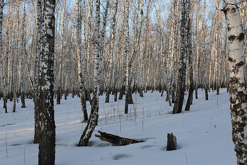 File:А.А.Клоков. 9008. Берёзы. Каштакский бор. 2016.03.14.jpg