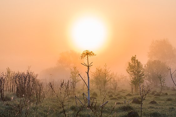 239 Национальный парк Угра, Калужская область Автор - Алексей Задонский