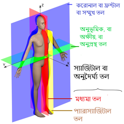 মানবদেহের প্রধান শারীস্থানিক তলসমূহ.png