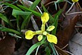 Iris minutoaurea flowers