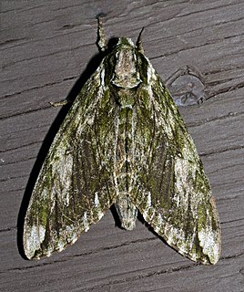 <i>Ceratomia hageni</i> Species of moth