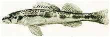 ... The fishes of Illinois (1908) (14801632653).jpg