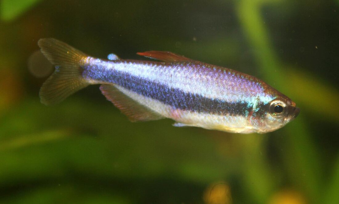 Inpaichthys