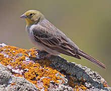 090508-cinereous-bunting-at-Petrified-Forest.jpg