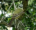Tropical Kingbird sitting on tree branch at Lake Harlingen.
