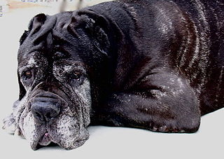 <span class="mw-page-title-main">Aging in dogs</span>