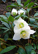 Helleborus niger Serie tipo