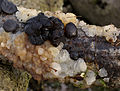 Stoppeliger (Exidia glandulosa) und Knorpeliger Drüsling (E. cartilaginea) am selben Eichenast