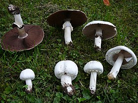 Peltoherkkusieni Agaricus arvensis