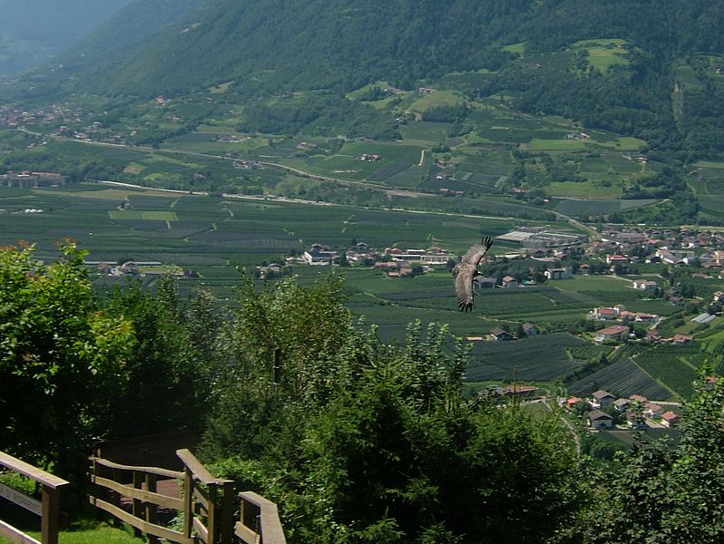 File:2008 07 15 Bird Care Centre of Castel Tyrol 61230 D9921.jpg