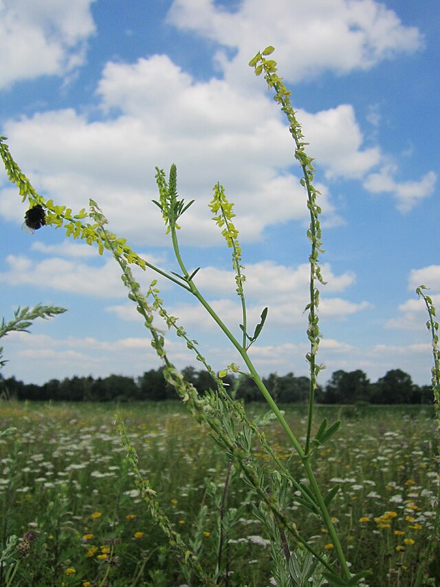 Melilotus sulcatus