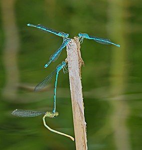 Goblet-marked damselfly - Erythromma lindenii, couple and males