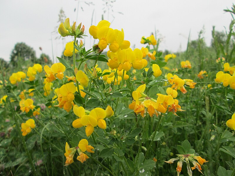 File:20180510Lotus corniculatus2.jpg