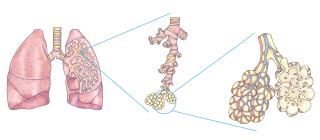 202008 lung detailed.svg